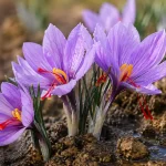saffron-first-irrigation-field.webp