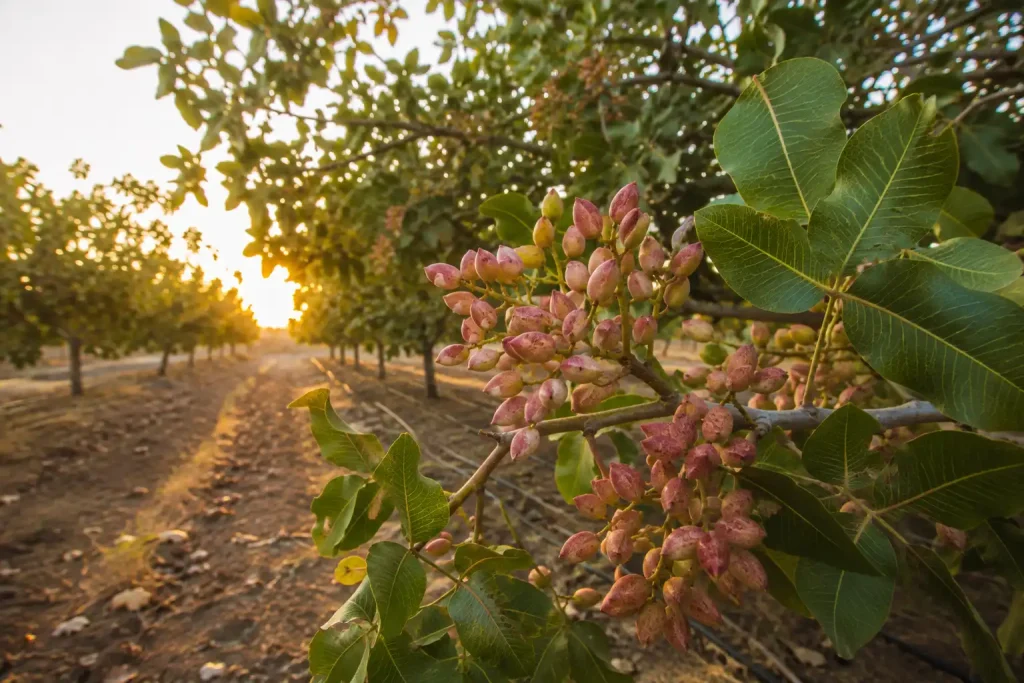 Healthy pistachio orchard after post-harvest management