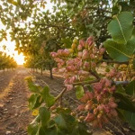 Healthy pistachio orchard after post-harvest management